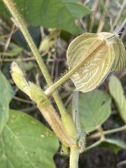 Pueraria montana lobata