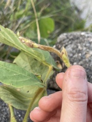 Pueraria montana lobata