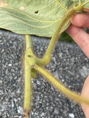 Pueraria montana lobata