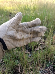 Bothriochloa decipiens