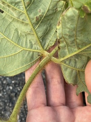 Pueraria montana lobata