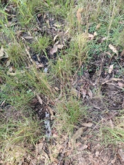 Bothriochloa decipiens