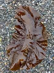Pleurophycus gardneri