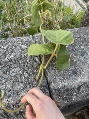 Pueraria montana lobata