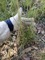 Bothriochloa decipiens