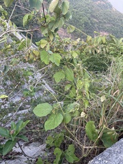 Pueraria montana lobata