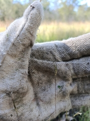 Bothriochloa decipiens