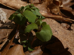 Thalictrum thalictroides