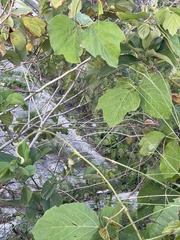 Pueraria montana lobata