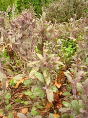 Salvia