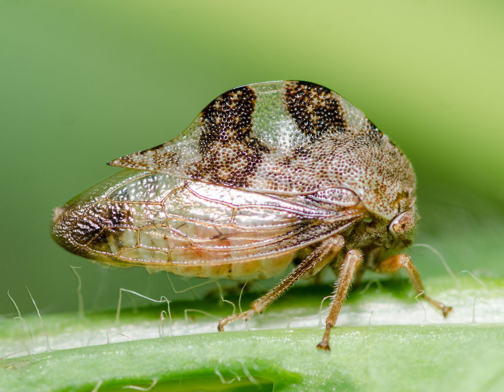 Cyrtolobus