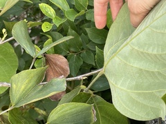 Pueraria montana lobata