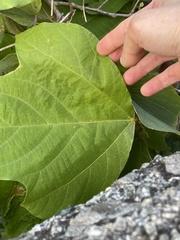 Pueraria montana lobata