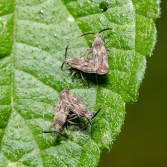 Teleonemia scrupulosa