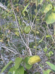 Pueraria montana lobata