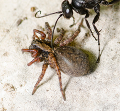 Trochosa sepulchralis