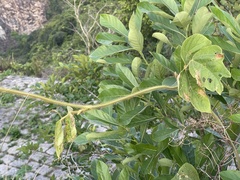 Pueraria montana lobata