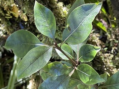 Coprosma tenuifolia