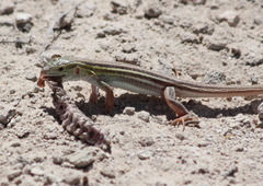 Aspidoscelis sexlineatus