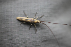 Hippopsis lemniscata