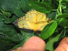 Pseudaphelia apollinaris