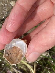 Crepidula onyx