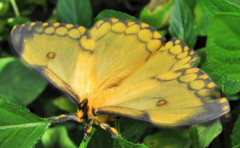 Pseudaphelia apollinaris