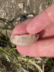 Crepidula onyx