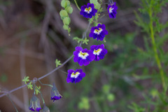 Tropaeolum azureum