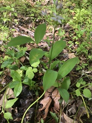 Uvularia floridana