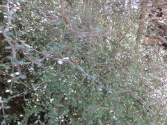 Coprosma crassifolia