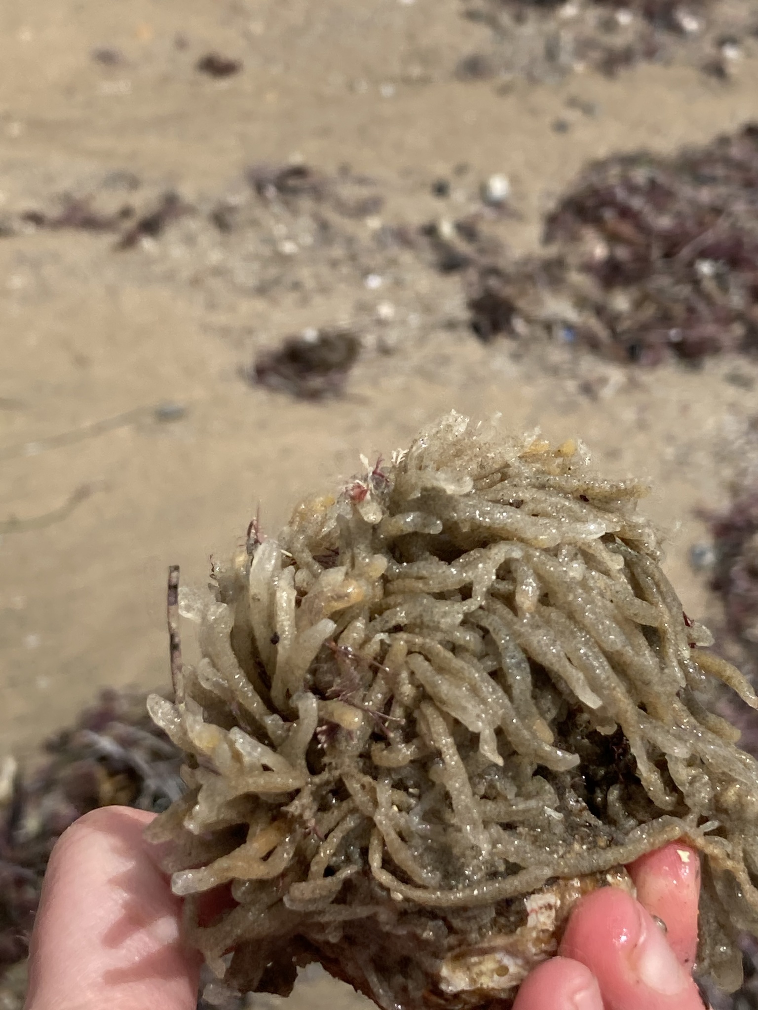 Euherdmania claviformis (Ritter, 1903)
