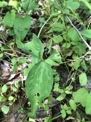 Trillium lancifolium