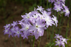 Leucocoryne ixioides