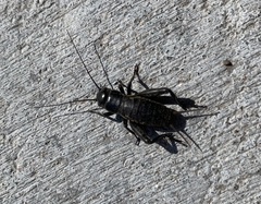 Gryllus veletis