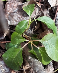 Pyrola americana