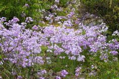 Leucocoryne ixioides