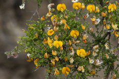 Adesmia confusa