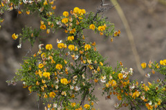 Adesmia confusa