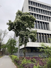 Photinia bodinieri