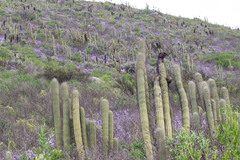 Trichocereus chiloensis