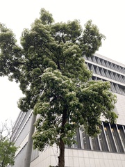 Photinia bodinieri