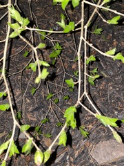 Dirca palustris