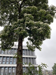 Photinia bodinieri