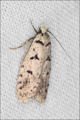 Scatochresis episema