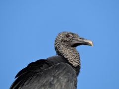 Coragyps atratus