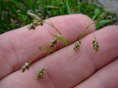 Carex capillaris