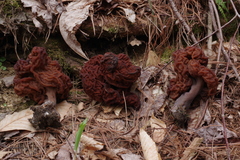 Gyromitra