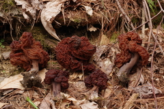 Gyromitra