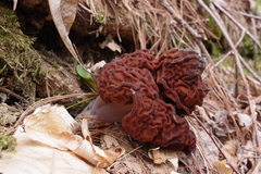 Gyromitra